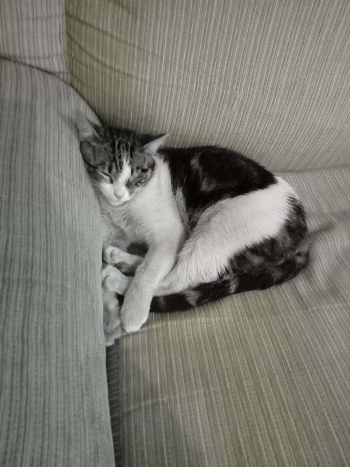 Clínica Veterinaria Dejando Huella