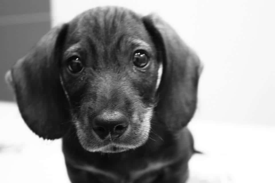 Clínica Veterinaria Dejando Huella