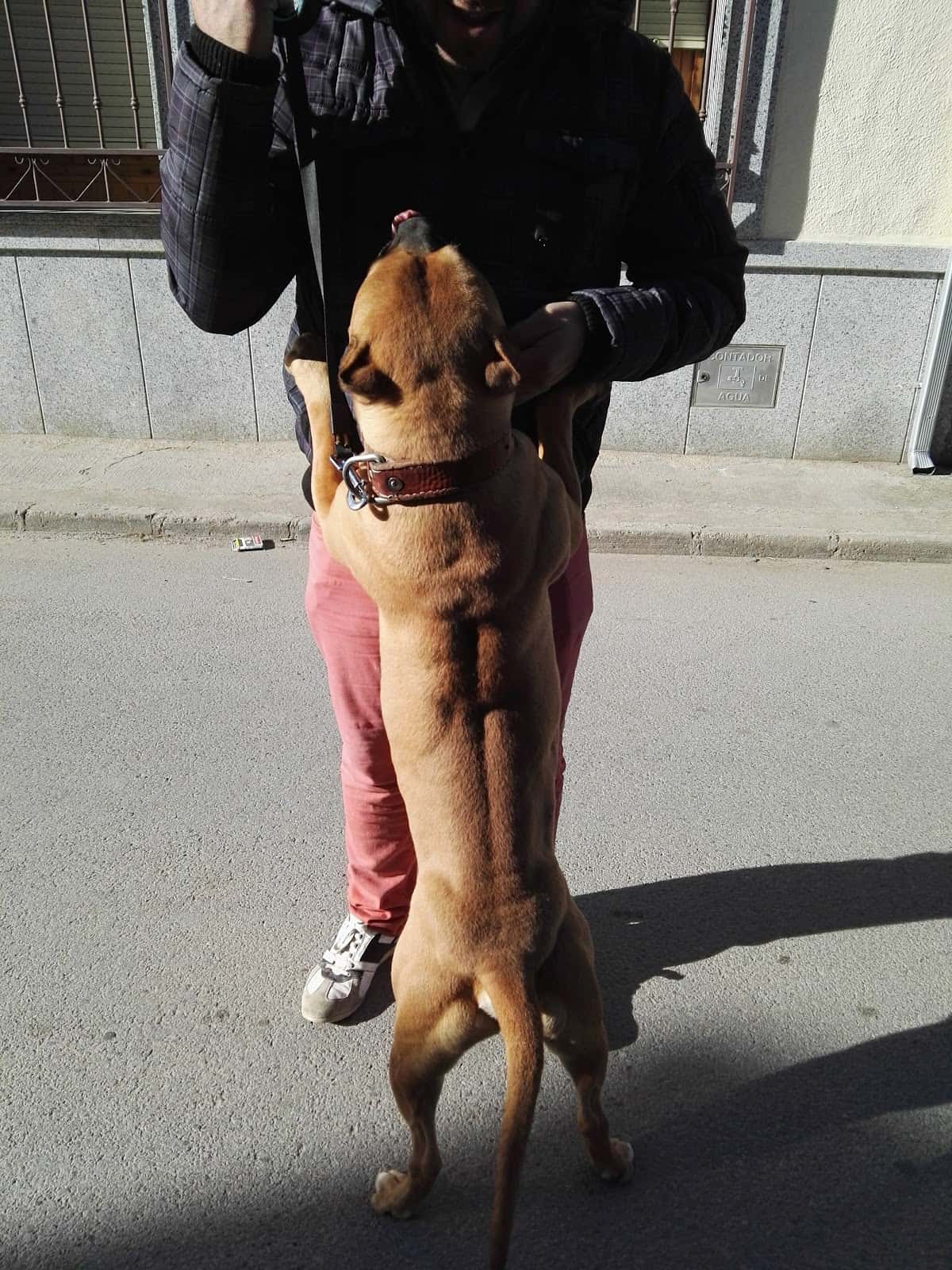 consultorio veterinario roberto veterinario centro en mazarambroz en toledo principalImage ADOPTA Sitios Pet Friendly