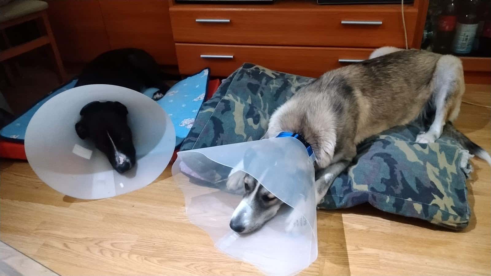 Clínica veterinaria Granavet