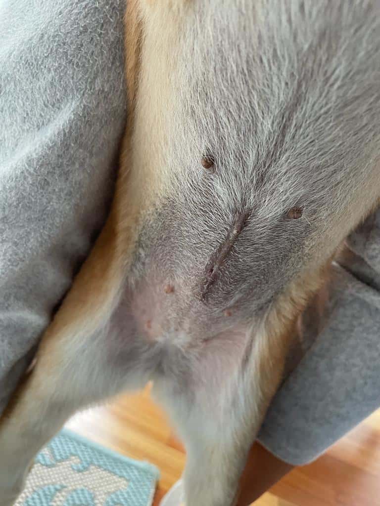Clínica veterinaria Granavet