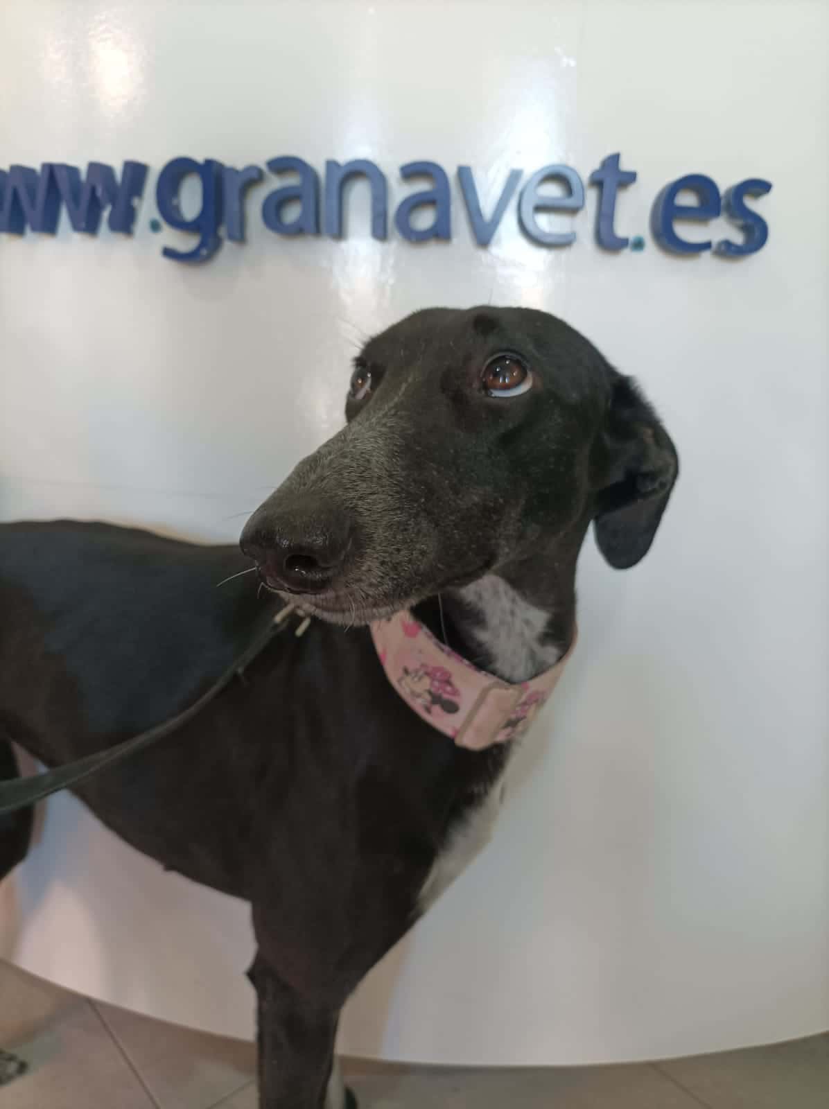 Clínica veterinaria Granavet