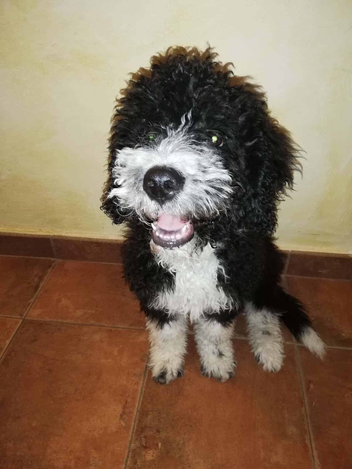 Clínica Veterinaria San Francisco de Asís - MORA