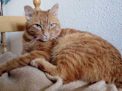 img principal ADOPTA Sitios Pet Friendly