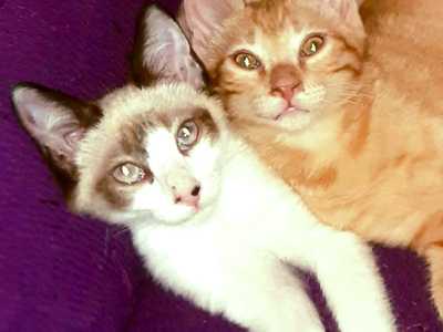 img principal ADOPTA Sitios Pet Friendly