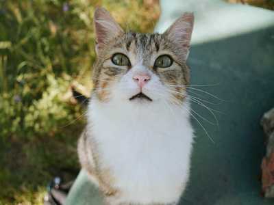 img principal ADOPTA Sitios Pet Friendly