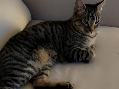 img principal ADOPTA Sitios Pet Friendly
