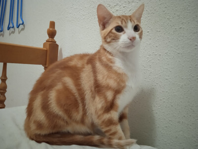 img principal ADOPTA Sitios Pet Friendly