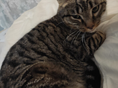 img principal ADOPTA Sitios Pet Friendly