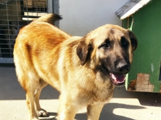 img principal ADOPTA Sitios Pet Friendly