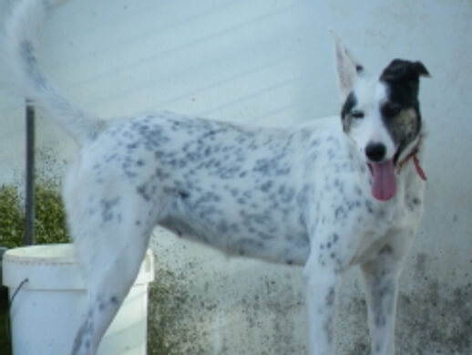 img principal ADOPTA Sitios Pet Friendly