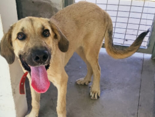 img principal ADOPTA Sitios Pet Friendly