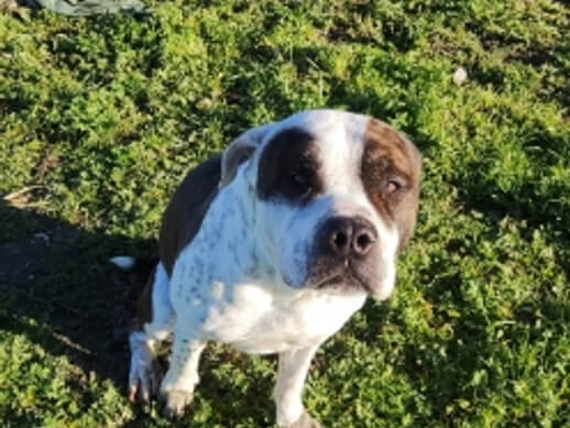 img principal ADOPTA Sitios Pet Friendly