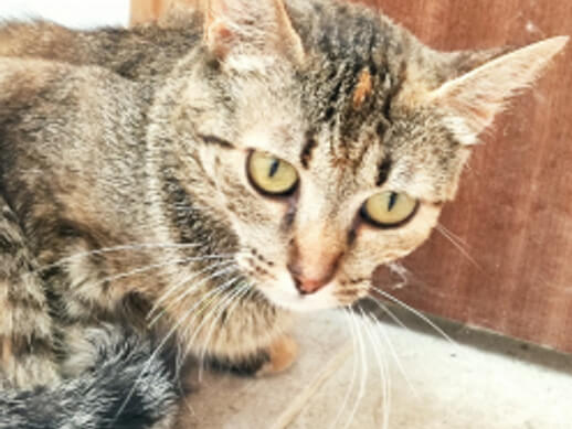 img principal ADOPTA Sitios Pet Friendly