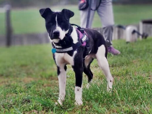 img principal ADOPTA Sitios Pet Friendly