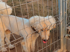img principal ADOPTA Sitios Pet Friendly