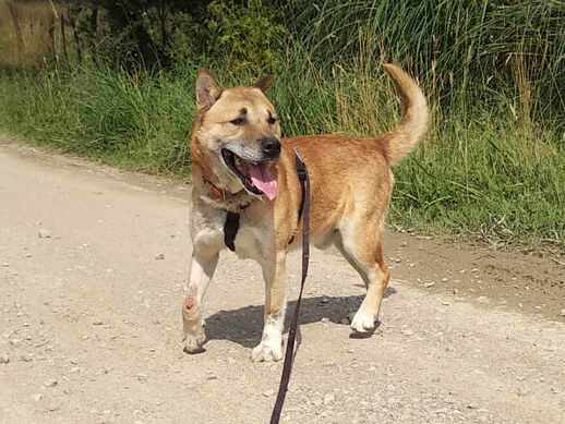 img principal ADOPTA Sitios Pet Friendly