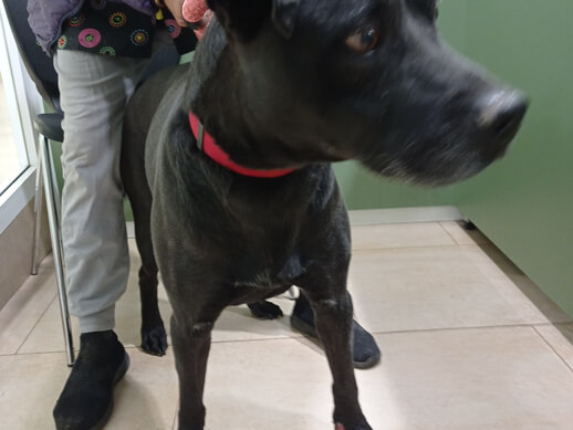 img principal ADOPTA Sitios Pet Friendly