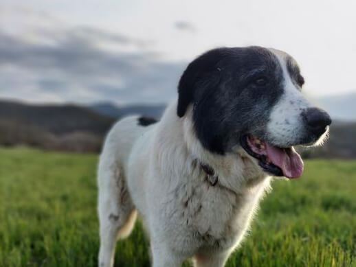 img principal ADOPTA Sitios Pet Friendly