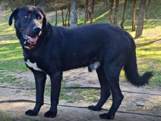 img principal ADOPTA Sitios Pet Friendly