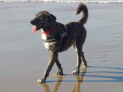 img principal ADOPTA Sitios Pet Friendly