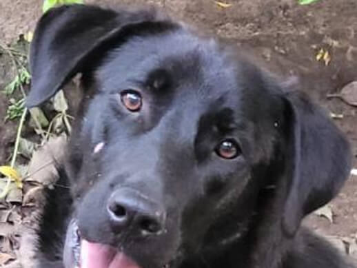 img principal ADOPTA Sitios Pet Friendly