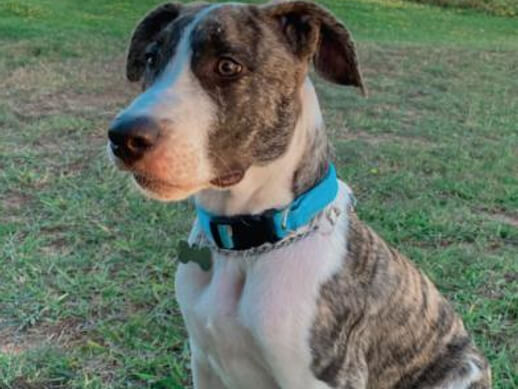 img principal ADOPTA Sitios Pet Friendly