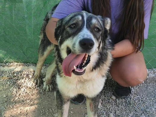 img principal ADOPTA Sitios Pet Friendly
