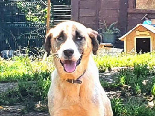img principal ADOPTA Sitios Pet Friendly