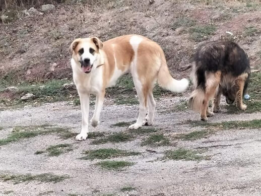 img principal ADOPTA Sitios Pet Friendly