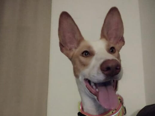 img principal ADOPTA Sitios Pet Friendly