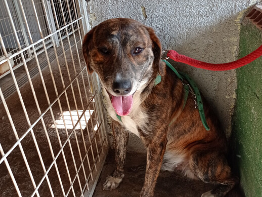 img principal ADOPTA Sitios Pet Friendly