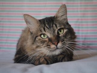 img principal ADOPTA Sitios Pet Friendly