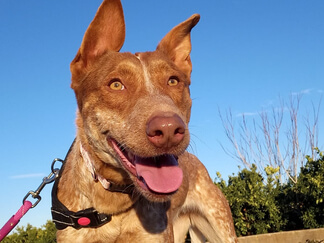 img principal ADOPTA Sitios Pet Friendly