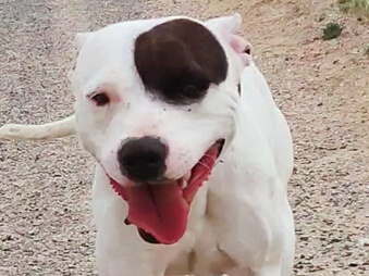 img principal ADOPTA Sitios Pet Friendly