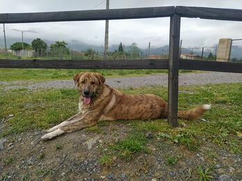 img principal ADOPTA Sitios Pet Friendly