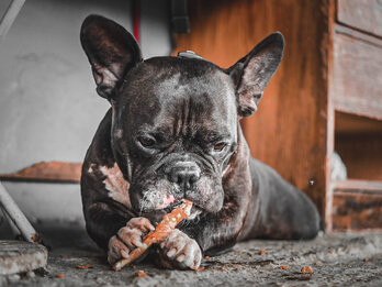 img principal ADOPTA Sitios Pet Friendly