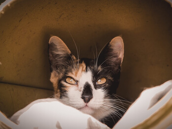 img principal ADOPTA Sitios Pet Friendly