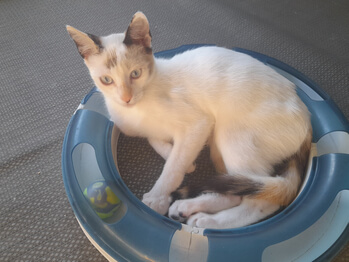 img principal ADOPTA Sitios Pet Friendly