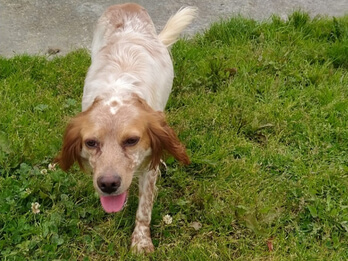 img principal ADOPTA Sitios Pet Friendly