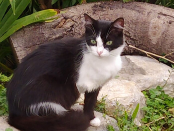 img principal ADOPTA Sitios Pet Friendly