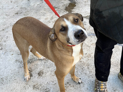 img principal ADOPTA Sitios Pet Friendly