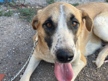 img principal ADOPTA Sitios Pet Friendly