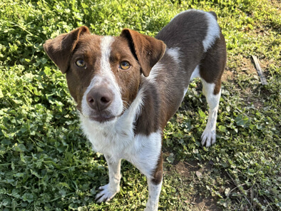 img principal ADOPTA Sitios Pet Friendly