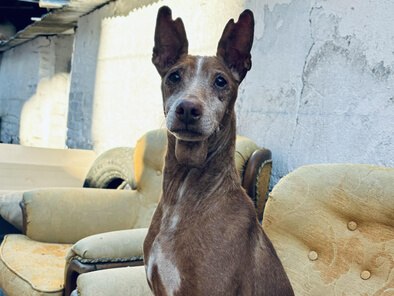 img principal ADOPTA Sitios Pet Friendly