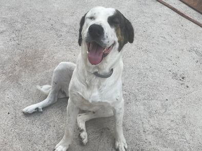 img principal ADOPTA Sitios Pet Friendly