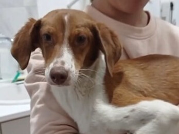 img principal ADOPTA Sitios Pet Friendly