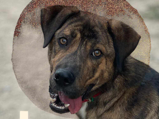 img principal ADOPTA Sitios Pet Friendly