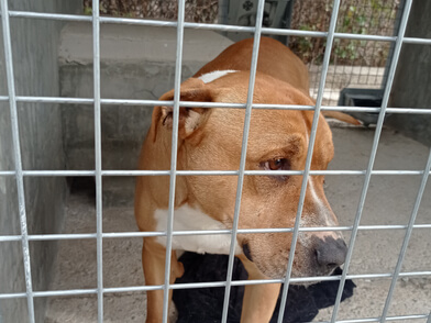 img principal ADOPTA Sitios Pet Friendly