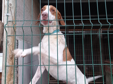img principal ADOPTA Sitios Pet Friendly